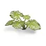Nahaufnahme der tropischen, grün bedruckten Laser Plants Monstera von Gamers Grass auf Diorama-Bases